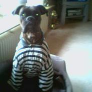 Boxer Ozzy