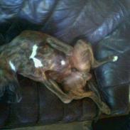 Boxer Ozzy