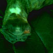 Boxer Ozzy