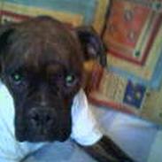Boxer Ozzy