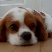 Cavalier king charles spaniel Abby