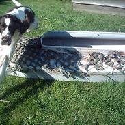 Engelsk springer spaniel bonnie