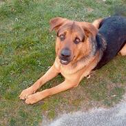 Blanding af racer Chivas