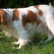 Cavalier king charles spaniel Abby