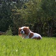 Cavalier king charles spaniel Abby