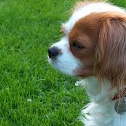 Cavalier king charles spaniel Abby
