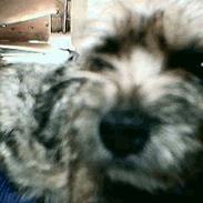 Border terrier Ginny