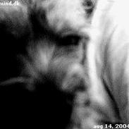 Border terrier Ginny