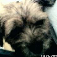 Border terrier Ginny