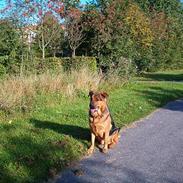 Blanding af racer Chivas