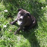 Staffordshire bull terrier Karlo