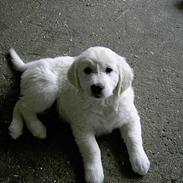 Golden retriever Walter