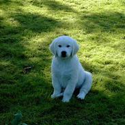 Golden retriever Walter