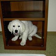 Golden retriever Walter