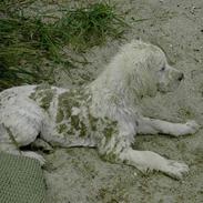Golden retriever Walter