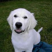 Golden retriever Walter