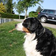 Berner sennenhund Bianca