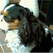 Cavalier king charles spaniel Oliver