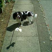 Cavalier king charles spaniel Oliver