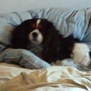 Cavalier king charles spaniel Oliver