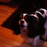Cavalier king charles spaniel Oliver