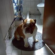 Engelsk bulldog Pumba - R.I.P