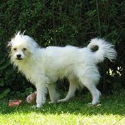 Chinese crested powder puff Gizmo
