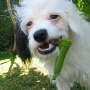 Chinese crested powder puff Gizmo