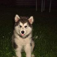 Alaskan malamute Xafie