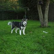 Alaskan malamute Xafie