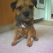 Border terrier Molly