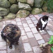 Blanding af racer charkie