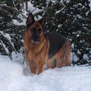 Schæferhund Heilei`s Ferrari.