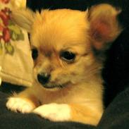 Chihuahua Bette