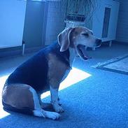 Beagle Tilde