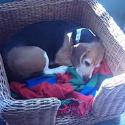 Beagle Tilde