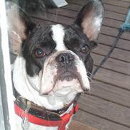 Fransk bulldog Hailie *Død*