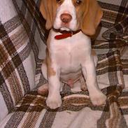 Beagle Percy