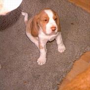 Beagle Percy