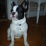 Fransk bulldog Hugo