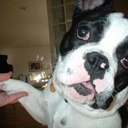 Fransk bulldog Hugo
