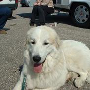 Pyreneerhund Alta Colina`s Bacchus