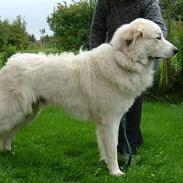 Pyreneerhund Alta Colina`s Bacchus