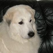 Pyreneerhund Alta Colina`s Bacchus