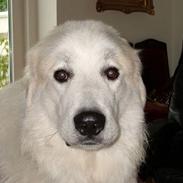 Pyreneerhund Alta Colina`s Bacchus