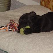 Staffordshire bull terrier Odin