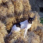 Dansk svensk gaardhund Sif
