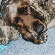 Cocker spaniel Bastian