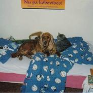 Cocker spaniel Bastian