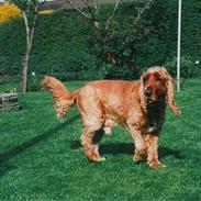 Cocker spaniel Bastian